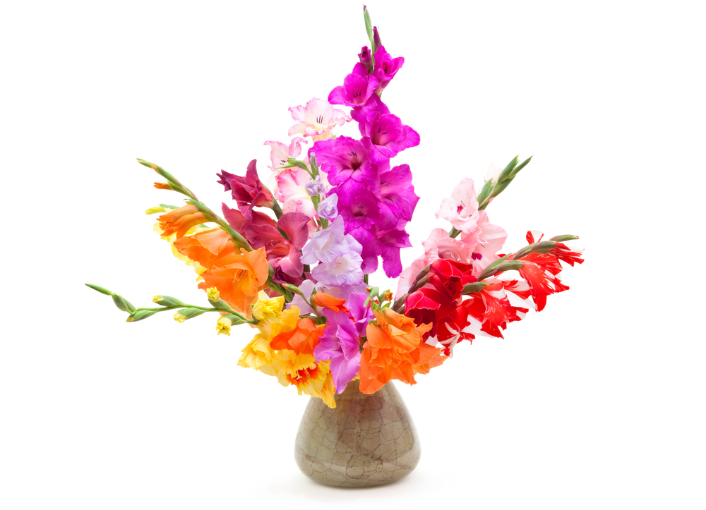 gladiolus flower arrangements